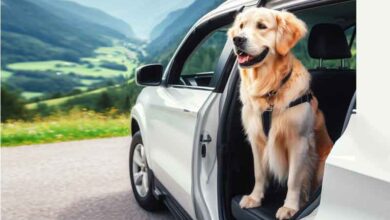 Comment transporter son chien dans la voiture