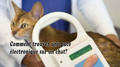 Comment trouver une puce électronique sur un chat