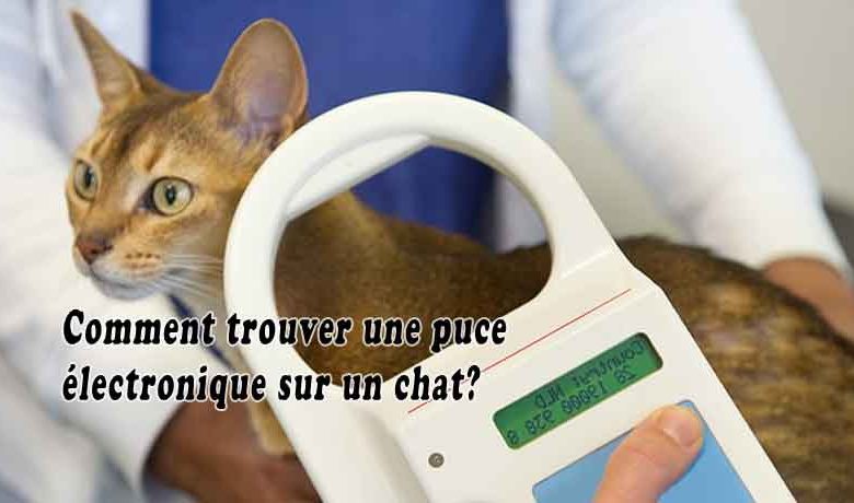 Comment trouver une puce électronique sur un chat