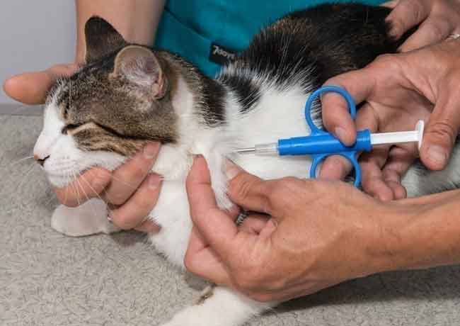 Comment trouver une puce électronique sur un chat