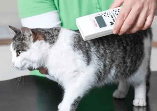 Comment trouver une puce électronique sur un chat