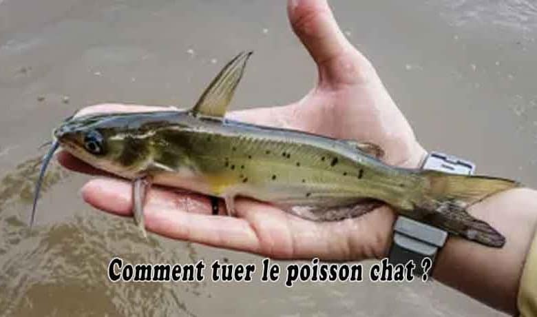 Comment tuer le poisson chat