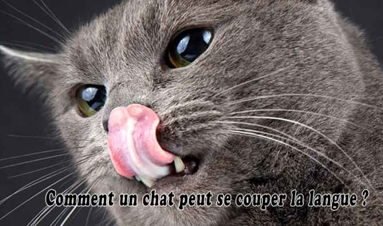 Comment un chat peut se couper la langue