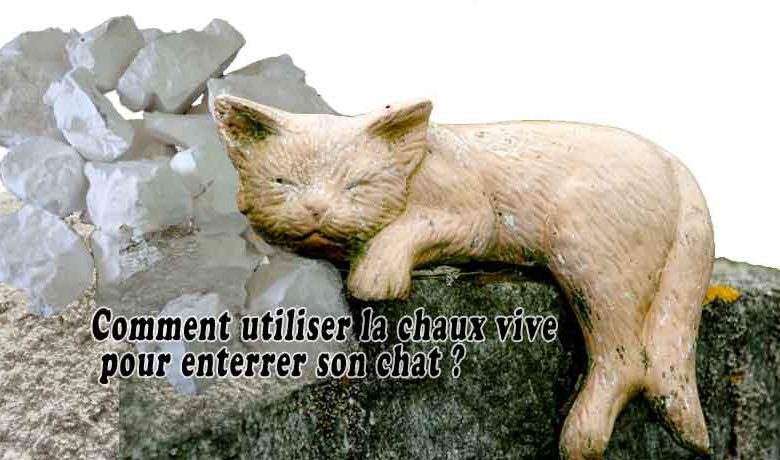 Comment utiliser la chaux vive pour enterrer son chat