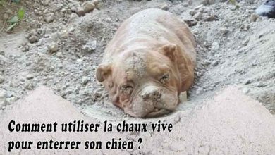 Comment utiliser la chaux vive pour enterrer son chien