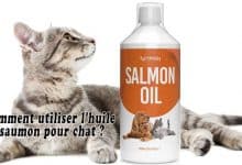 Comment utiliser l'huile de saumon pour chat