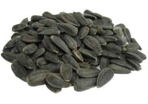 Graines de tournesol à l'huile noire / Black oil sunflower seeds