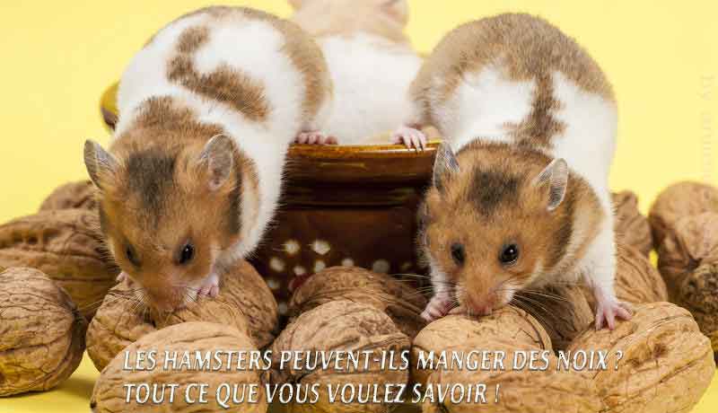 Puis-je donner des noix à mon Hamster ?