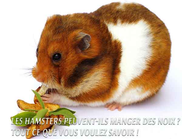 Les Hamsters peuvent-ils manger des noix ? Tout ce que vous voulez savoir !