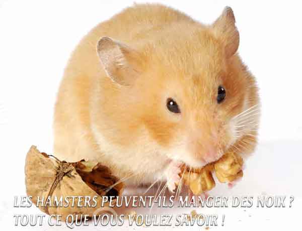 Puis-je donner des noix à mon Hamster ?