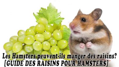 Hamster peut-il manger du raisin? [GUIDE DES RAISINS POUR HAMSTERS]