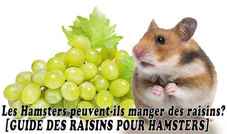 Hamster peut-il manger du raisin? [GUIDE DES RAISINS POUR HAMSTERS]