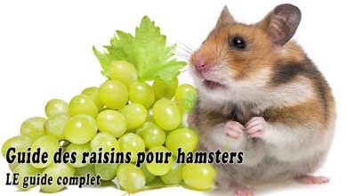 Guide des raisins pour hamsters - LE guide complet Les Hamsters peuvent-ils manger des raisins? [GUIDE DES RAISINS POUR HAMSTERS]