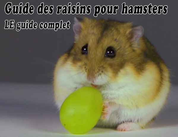 Guide des raisins pour hamsters - LE guide complet Les Hamsters peuvent-ils manger des raisins? [GUIDE DES RAISINS POUR HAMSTERS] - Hamster peut-il manger du raisin