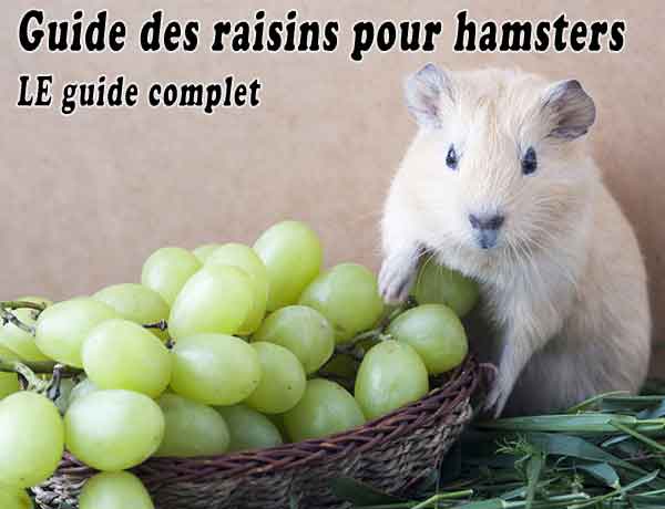 Les Hamsters peuvent-ils manger des raisins? [GUIDE DES RAISINS POUR HAMSTERS] - Guide des raisins pour hamsters - LE guide complet