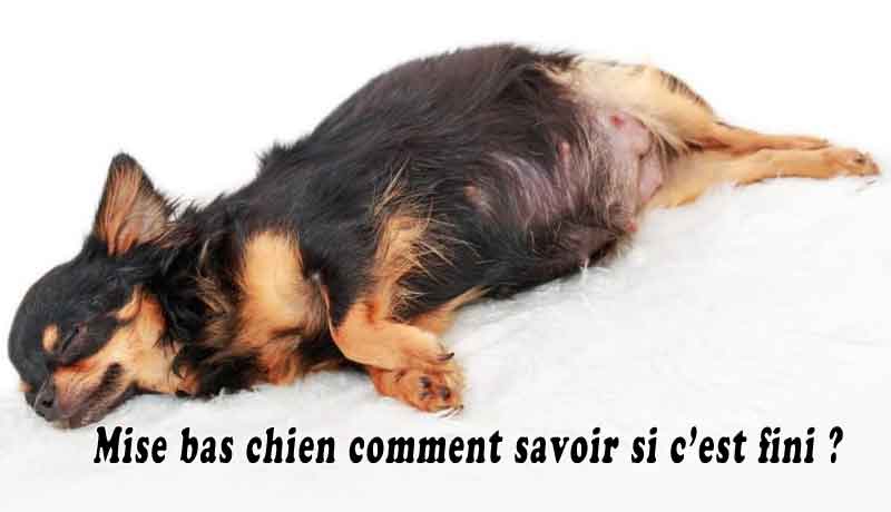 Mise bas chien comment savoir si c’est fini