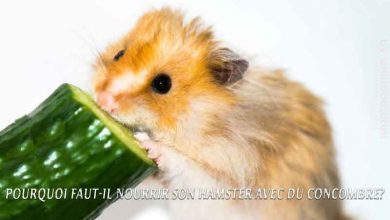 Pourquoi faut-il nourrir son Hamster avec du concombre?