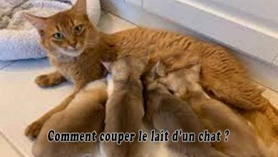 couper le lait d'un chat