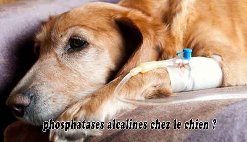 phosphatases alcalines chez le chien