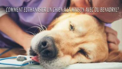 Comment euthanasier un chien à la maison avec du Benadryl?