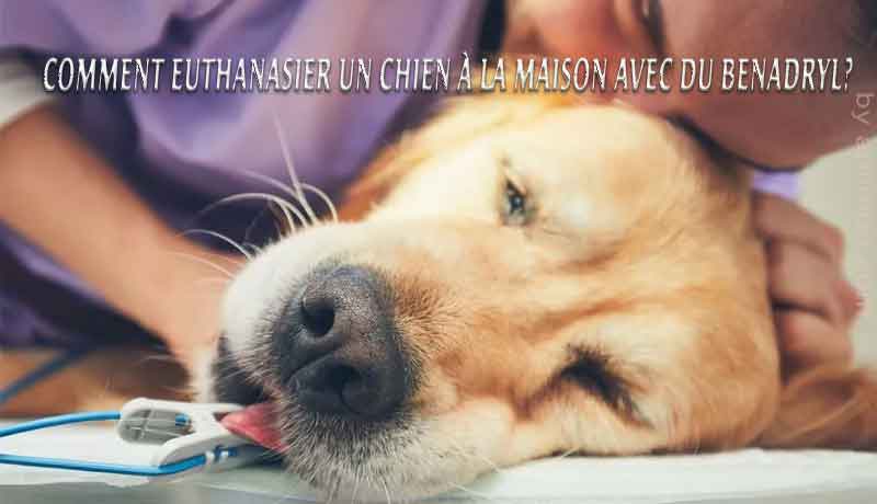 Comment euthanasier un chien à la maison avec du Benadryl?