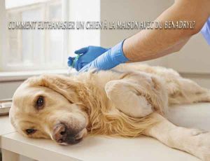 Comment euthanasier un chien à la maison avec du Benadryl?-euthanasier son animal