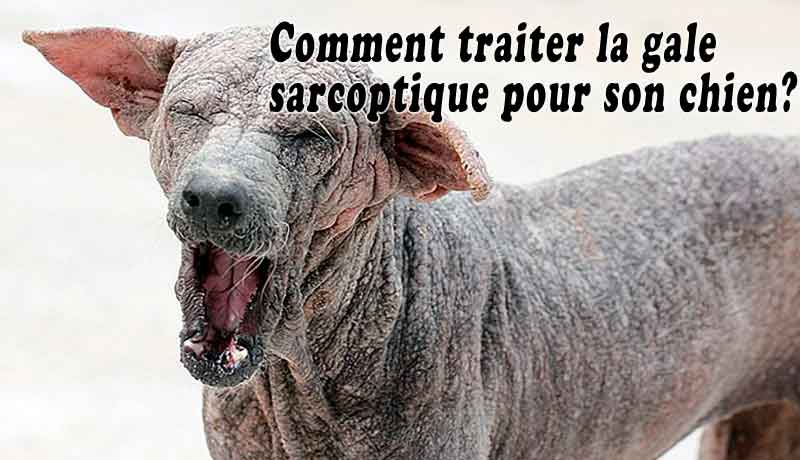 Comment traiter la gale sarcoptique pour son chien?