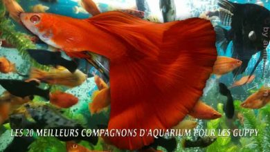 Les 20 meilleurs compagnons d'aquarium pour les Guppy