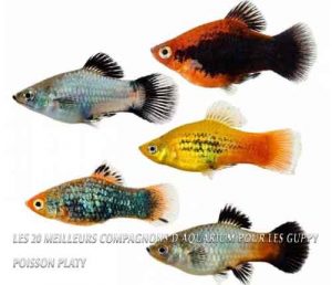 Les 20 meilleurs compagnons d'aquarium pour les Guppy-Platy Fish / Poisson Platy