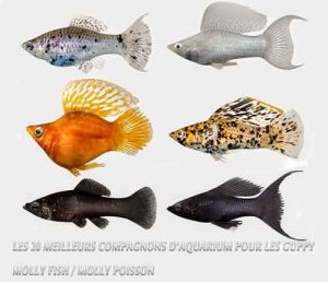 Les 20 meilleurs compagnons d'aquarium pour les Guppy-Molly Fish / Molly Poisson