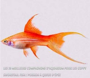 Les 20 meilleurs compagnons d'aquarium pour les Guppy-Swordtail Fish / Poisson à queue d'épée