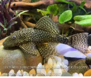 Les 20 meilleurs compagnons d'aquarium pour les Guppy-Bristlenose Pleco / Plécon à bec court