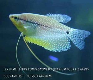 Les 20 meilleurs compagnons d'aquarium pour les Guppy-Gourami Fish / Poisson gourami