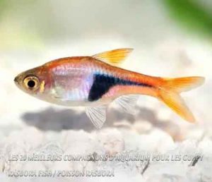 Les 20 meilleurs compagnons d'aquarium pour les Guppy-Rasbora Fish - Poisson Rasbora