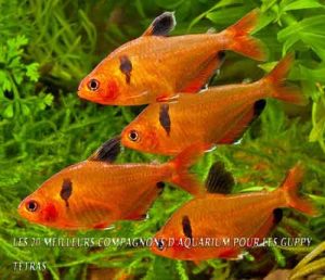 Tetras-Les 20 meilleurs compagnons d'aquarium pour les Guppy