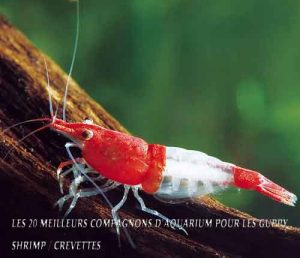 Les 20 meilleurs compagnons d'aquarium pour les Guppy-Shrimp / Crevettes