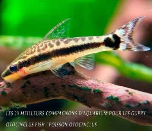 Les 20 meilleurs compagnons d'aquarium pour les Guppy - Otocinclus Fish / Poisson Otocinclus