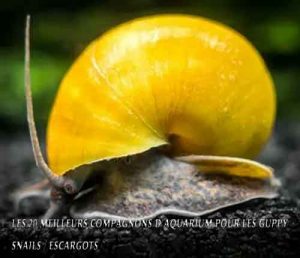 Les 20 meilleurs compagnons d'aquarium pour les Guppy-Snails / Escargots