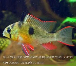Les 20 meilleurs compagnons d'aquarium pour les Guppy-Ram Cichlids / Cichlidés du bélier