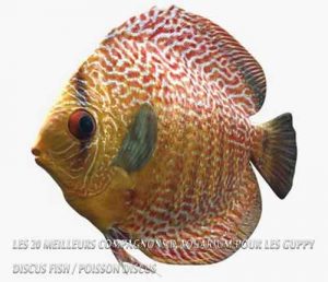 Les 20 meilleurs compagnons d'aquarium pour les Guppy-Discus Fish / Poisson Discus