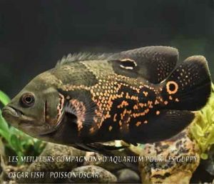 Les 20 meilleurs compagnons d'aquarium pour les Guppy-Oscar Fish / Poisson Oscar