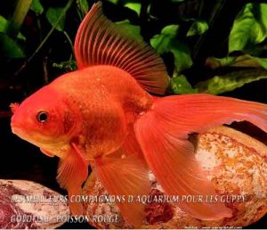 Les 20 meilleurs compagnons d'aquarium pour les Guppy-Goldfish / Poisson rouge