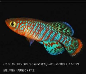 Les 20 meilleurs compagnons d'aquarium pour les Guppy-Killifish / Poisson Killi