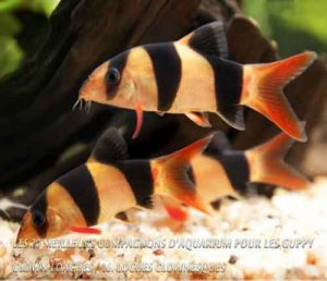 Les 20 meilleurs compagnons d'aquarium pour les Guppy-Clown Loaches / Loches clownesques