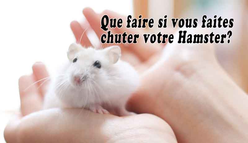 Que faire si vous faites chuter votre Hamster?