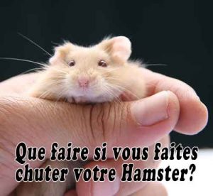 Que faire si vous faites chuter votre Hamster?