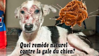 Quel remède naturel contre la gale du chien?