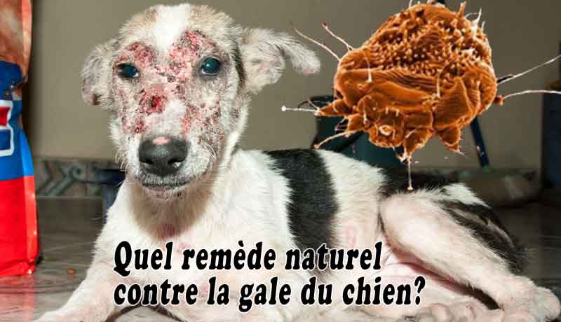 Quel remède naturel contre la gale du chien?