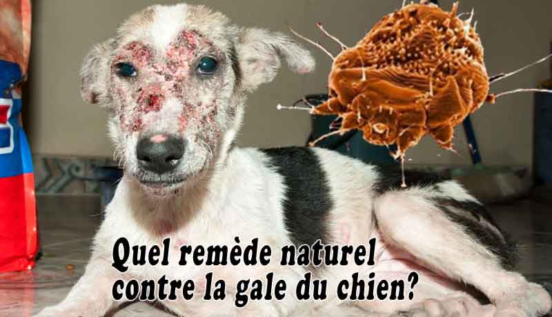 Quel remède naturel contre la gale du chien?