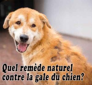 Quel remède naturel contre la gale du chien?